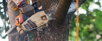 Best Hazardous Tree Removal  in Byng, OK