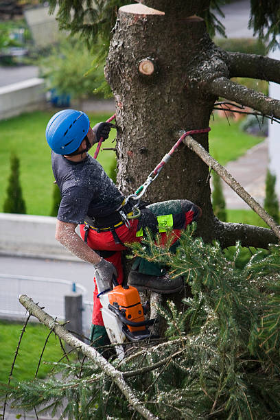 Best Tree Cabling and Bracing  in Byng, OK