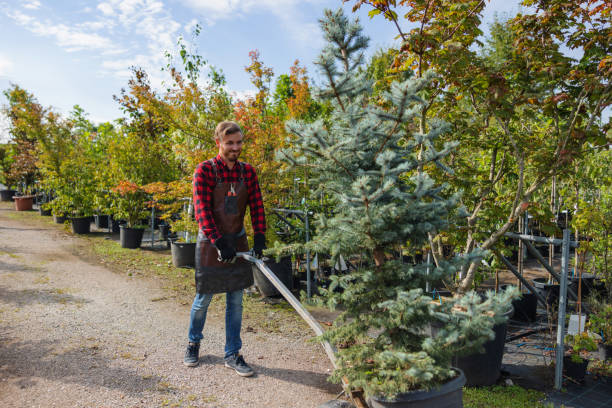 How Our Tree Care Process Works  in  Byng, OK