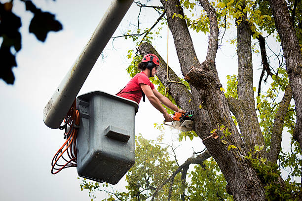 Best Root Management and Removal  in Byng, OK