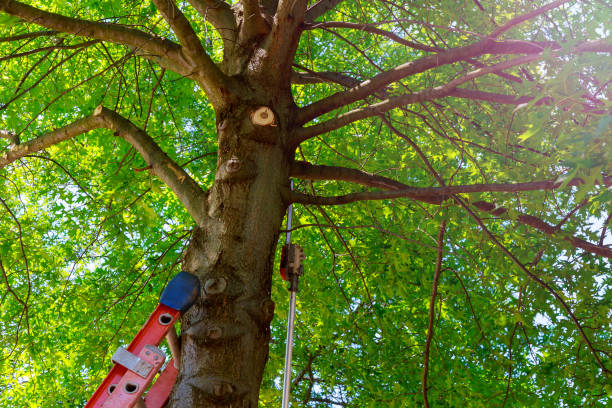 Best Tree Cabling and Bracing  in Byng, OK